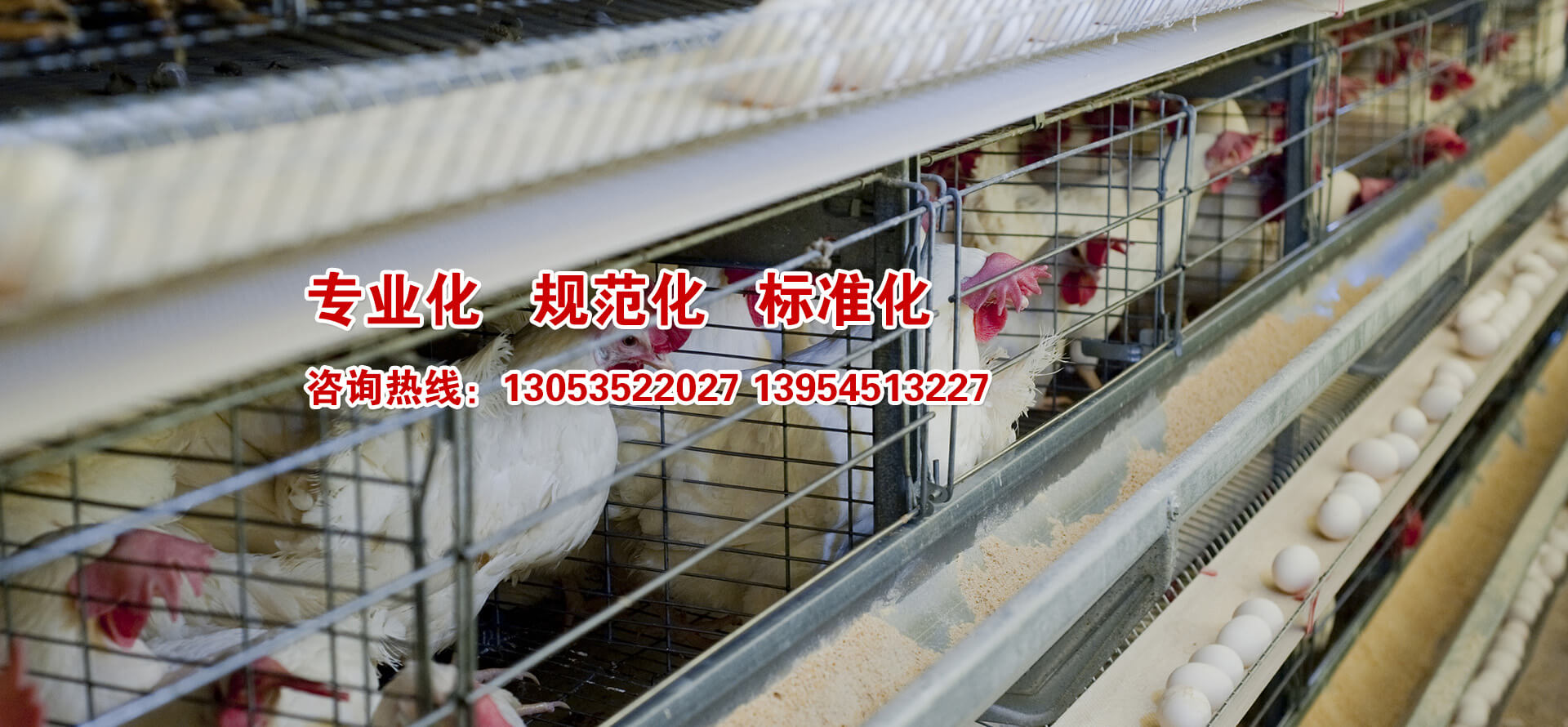 海陽(yáng)鴻牧種雞有限公司