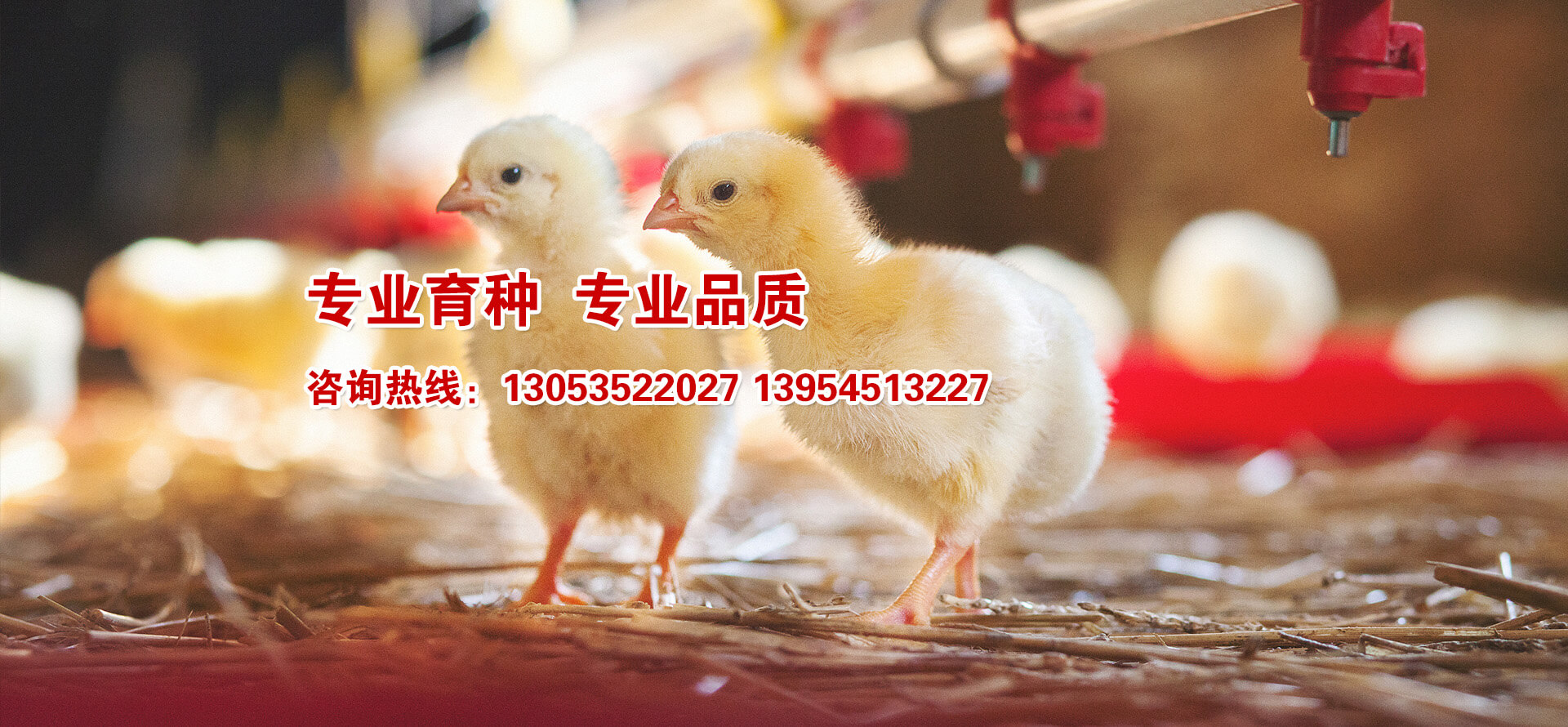 海陽(yáng)鴻牧種雞有限公司