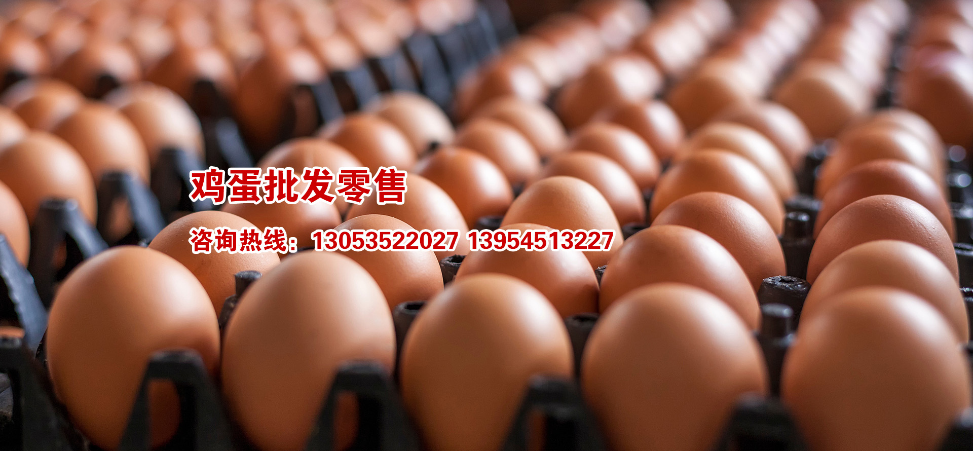 海陽(yáng)鴻牧種雞有限公司