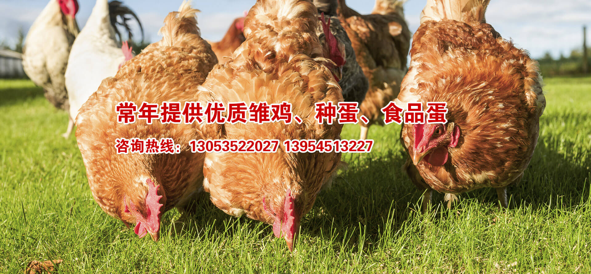 海陽(yáng)鴻牧種雞有限公司